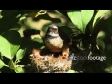 Fantail Fly Off 2870